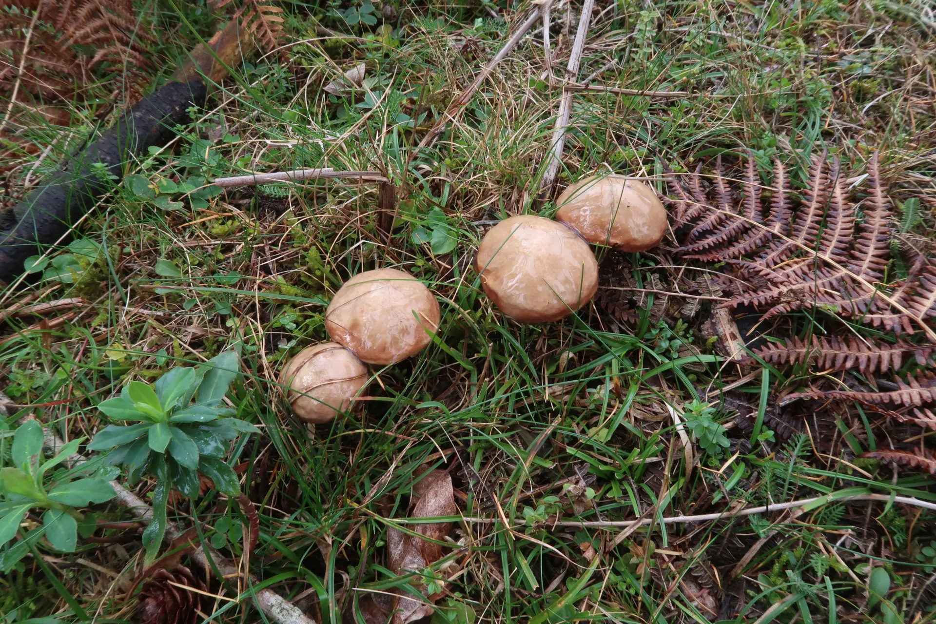 Suillus viscidus - 1 - IMG_4013